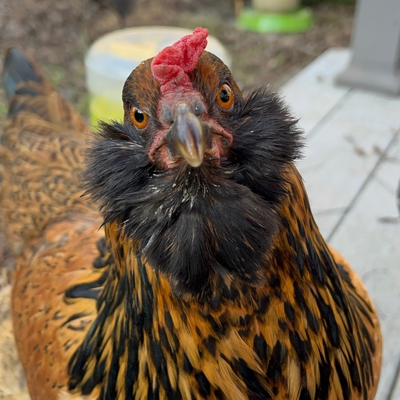 ohcluck530